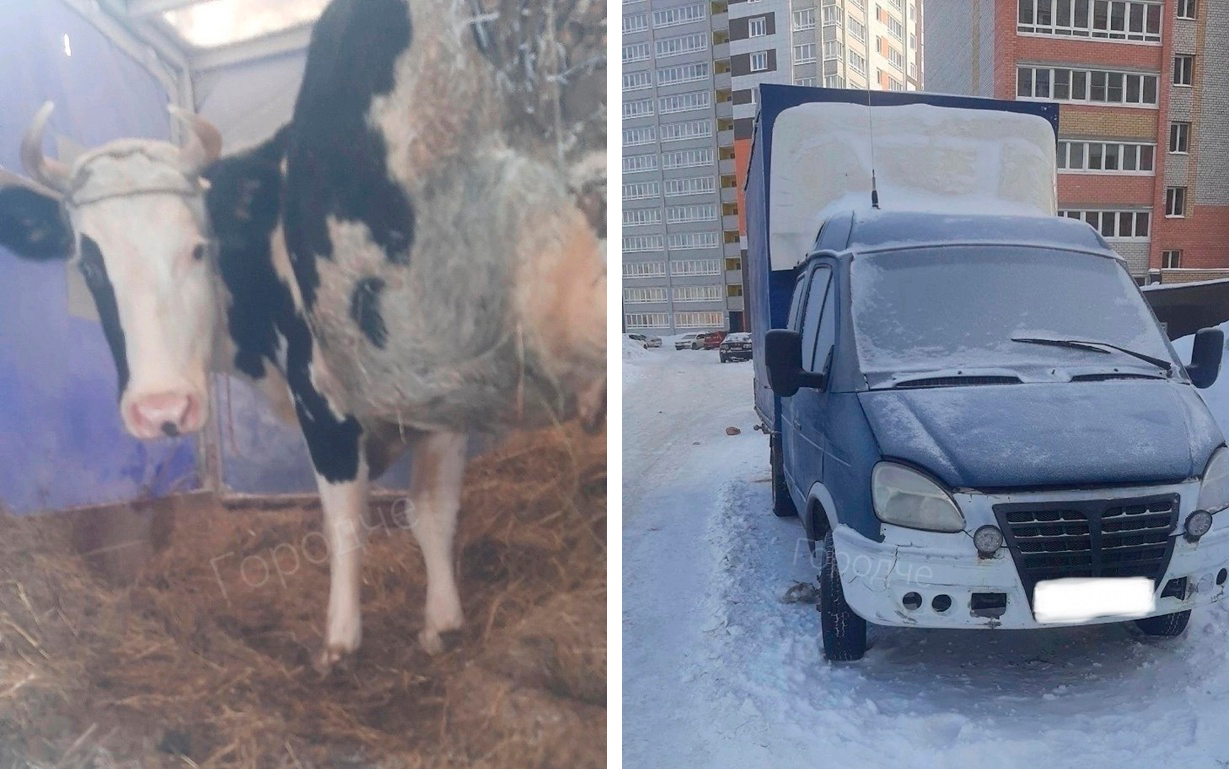 Местные жители обнаружили замерзающую корову в одном из дворов Череповца